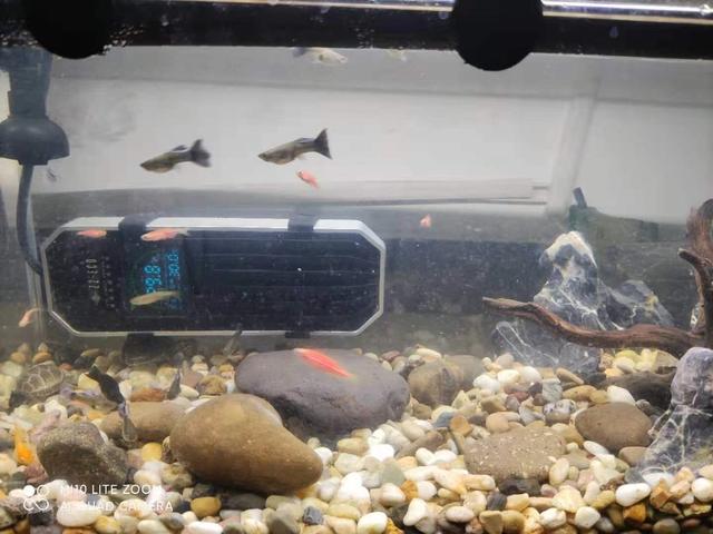 鱼缸底部铺什么好，鱼缸底部铺卵石养什么鱼（如何挑选一个合适自己的鱼缸）