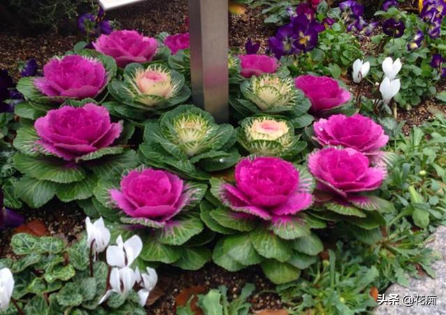 羽衣甘蓝是一二年生花卉吗(羽衣甘蓝冬日玫瑰)-娱宸网