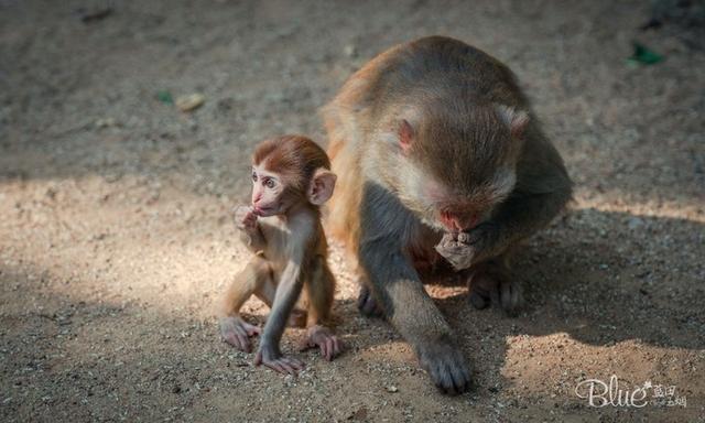 三亚南湾猴岛，三亚的陵水南湾猴岛（这里奉行“多夫多妻”太搞笑）