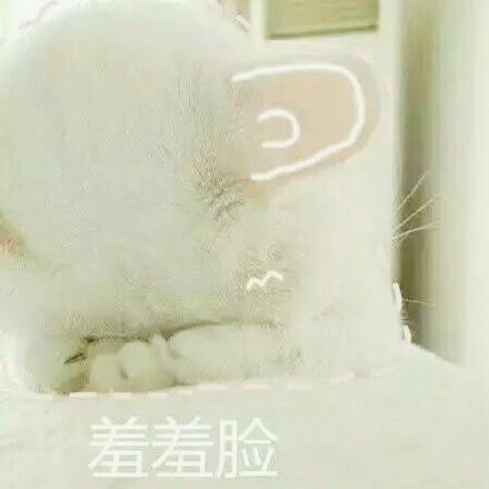 猫咪表情包大全图，可爱的猫咪表情包合集