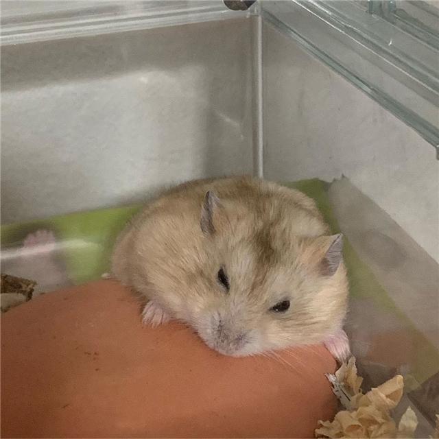 仓鼠寿命为什么这么短，仓鼠养久了会有感情吗（但依旧无法阻挡鼠鼠的离去）