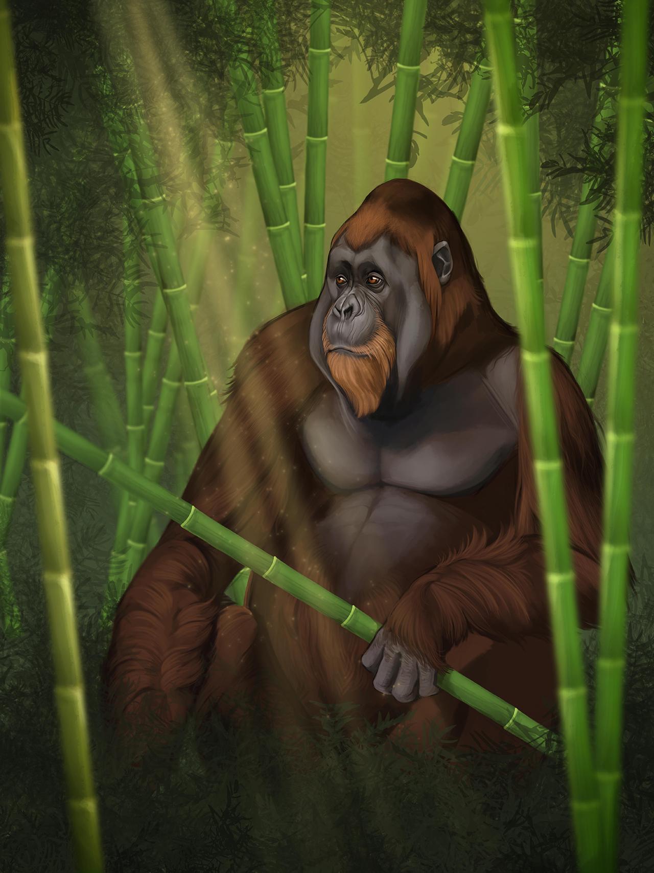 科学家绘制出"步氏巨猿"族谱:与红猩猩是近亲