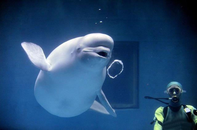 白鲸的特点有哪些，怎么形容白鲸的特点（当你还将白鲸当成没有情感的动物时）