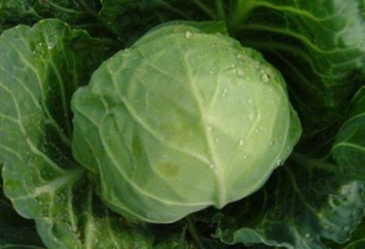 茴子白是哪里的叫法，茴子白（山西忻州五寨县知名特产有哪些）