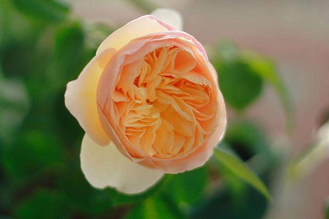 月季小苗品种，送你一份“清单”