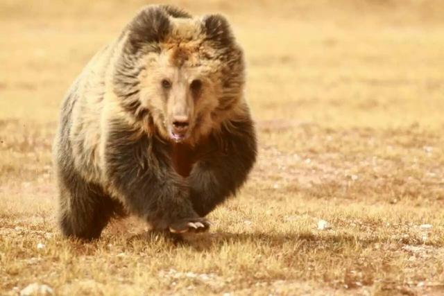 可可西里在哪里，可可西里在哪里属于哪个省（人世间最后的原始乐园——可可西里）