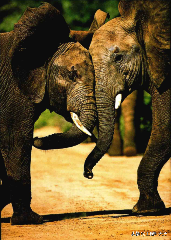 大象领头有公象吗，大象头领是公还是母（是有地位的母象）