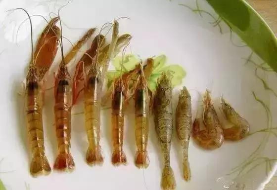 请问清炸小扒皮鱼的做法，炸小剥皮鱼的做法大全（今后再也不怕不认识海鲜了）