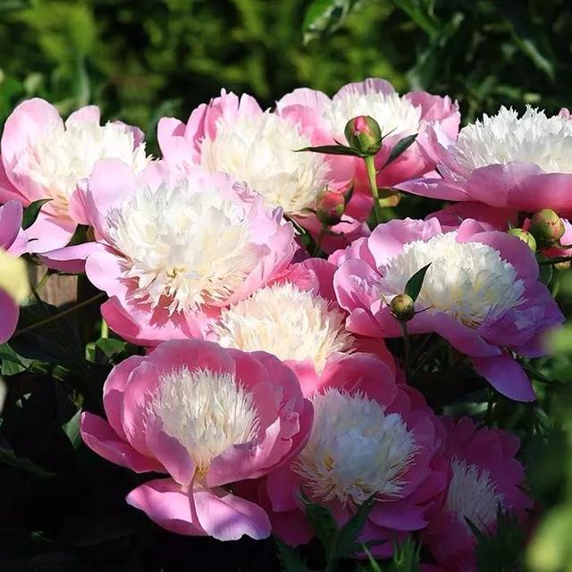 我国国花是什么花，中国国花是什么花（中国国花是什么花）