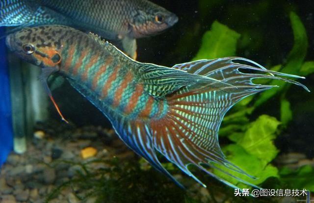 天堂鱼如何饲养，天堂鱼怎么养（开始尝试饲养中国斗鱼——天堂鱼）