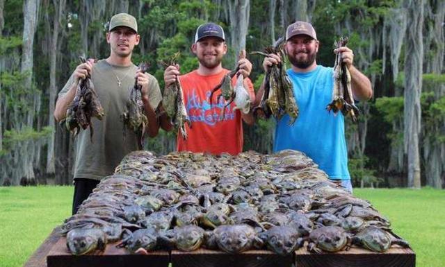 牛蛙根本就不是野味，美国牛蛙泛滥（中国餮客一年吃掉10亿斤）