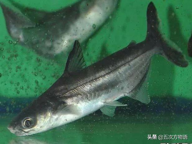 巴沙鱼和龙利鱼的区别，巴沙鱼和龙利鱼区别（谈谈龙利鱼和巴沙鱼）