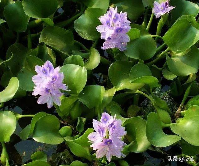 水生植物有哪些，常见的水生植物有哪些（水生植物大全）