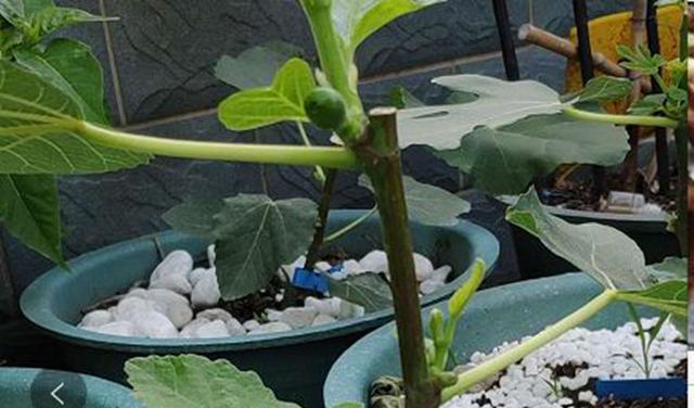 硫磺酸是什么（让绣球开出梦幻蓝）