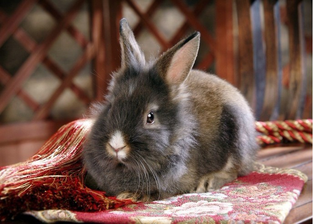 兔子的品种名字图片