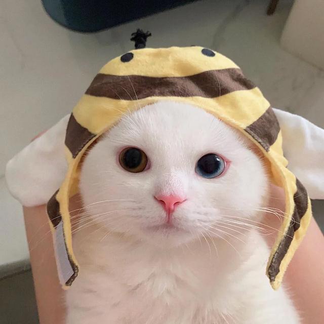 用猫做头像的男生，猫咪（可爱猫的微信头像）