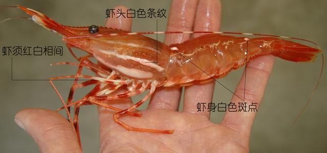北极甜虾和普通虾的品种区别，如何鉴别对虾、罗氏虾、北极甜虾……一文解决“虾”认识