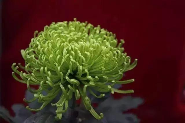 世界最美菊花80种太美了，金秋十月赏菊花——世界最美菊花80种送给您