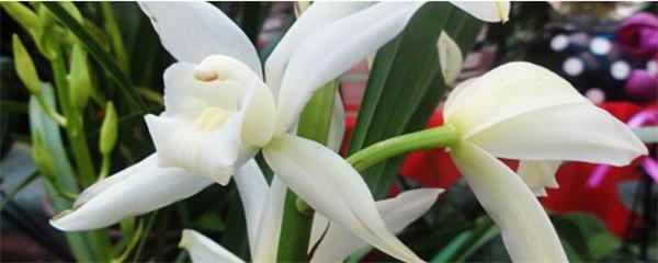 兰花的种植方法，兰花怎么栽种