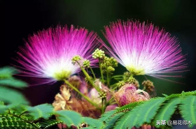 关于马缨杜鹃花，马缨杜鹃花下山桩（马缨杜鹃花的鉴赏以及栽培养护）