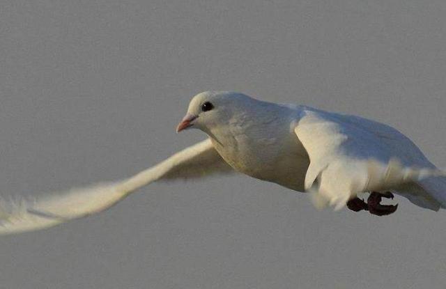 古代通信的方式有哪几种，古代五种通信方式（古代主要通讯方式）