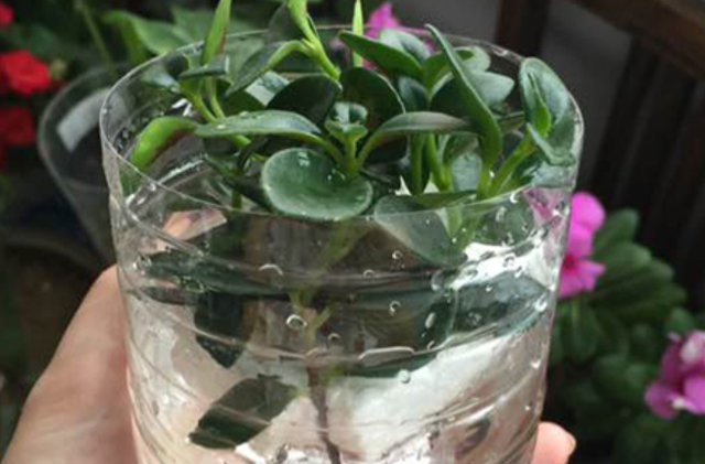 扦插生根最快方法，果树扦插生根最快的方法（水培是最简单的扦插“生根法”）