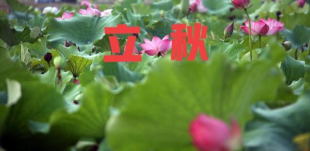 立秋要吃饺子吗，立秋吃饺子吗（立秋要“一贴二啃三吃”）