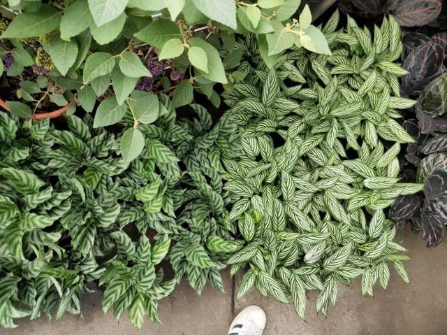 荷花最好看的品种是什么，这花最好看、最好养