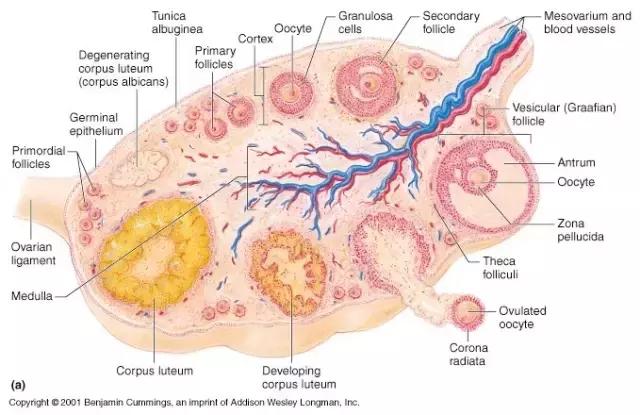 15毫克等于多少克，5mg是多少克（大姨妈宝典）