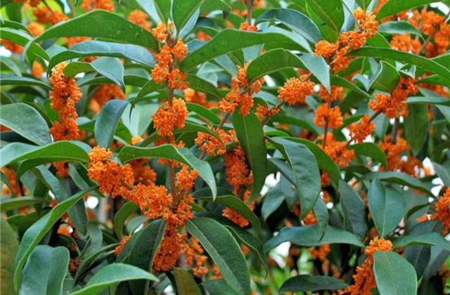 桂花有什么特点，桂花最大的特点是什么（植物百科： 丹桂）