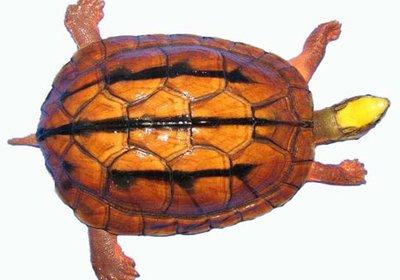 乌龟种类有哪些，乌龟种类有哪些品种（陆龟和水陆两栖龟区别）