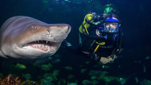 鲨鱼是不是鱼，为什么潜水员可以和鲨鱼接触（鲨鱼鱼是鱼吗 为什么）