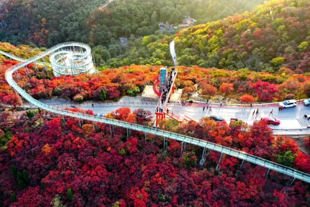 满山红叶似彩霞，阿宝歌曲大全（山东最全赏红叶地图来了）