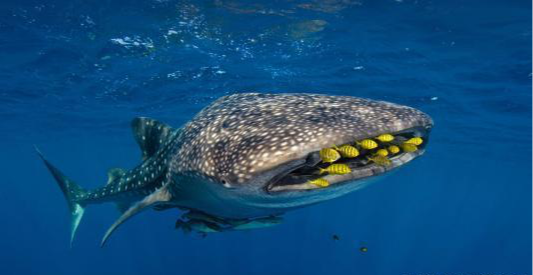 海里有什么鱼，深海鱼都有什么鱼（你知道海洋里最大的鱼类是什么吗）