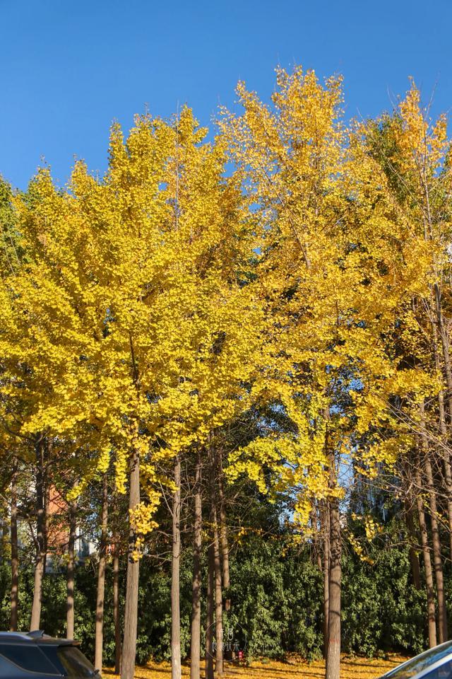 许昌旅游景点有哪些,许昌旅游景点有哪些地方(带你感受专属秋天的浪漫景色) 许昌旅游景点有哪些,许昌旅游景点有哪些地方(带你感受专属秋天的浪漫景色)