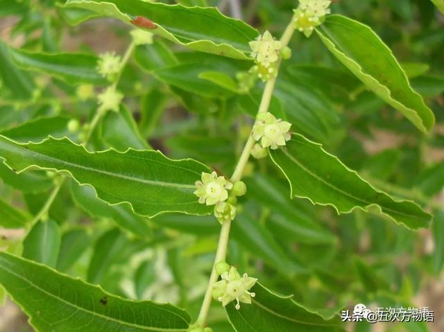 种的植物为什么有刺，浅谈植物的“刺”