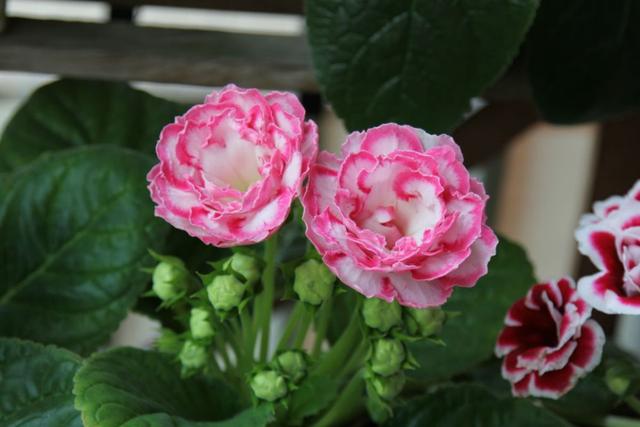 大岩桐的养殖方法和注意事项，养大岩桐注意这几点