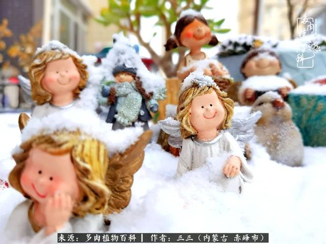 雪候鸟是什么意思，雪候鸟歌词表达什么意思（多肉于我从来不是锦上添花）