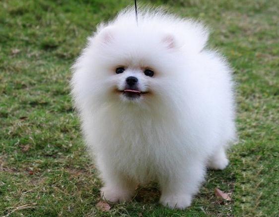 英系博美犬价格,对于小女生十分具有杀伤力(英系博美犬多少钱一只)