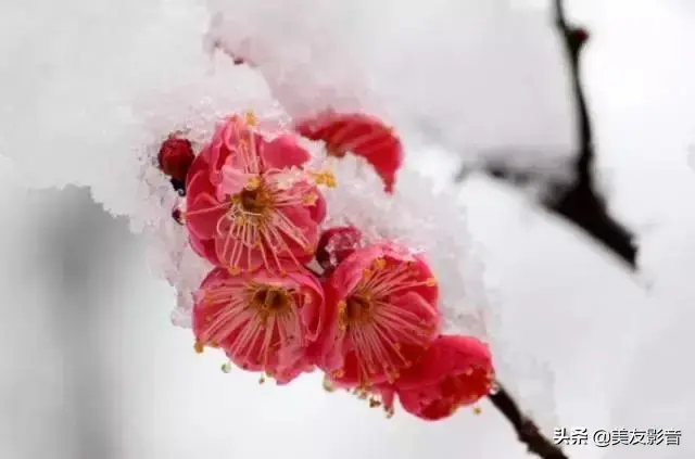 梅花诗歌，梅花诗歌自创（经典咏梅古诗词30首）