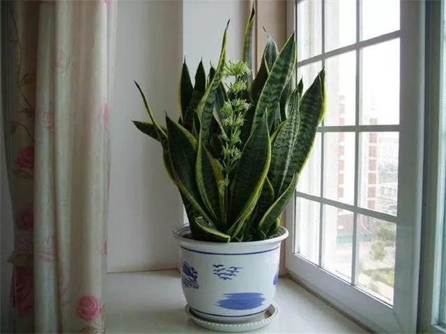 住宅大门朝东，住宅大门朝东风水布局（家里的大门朝哪）