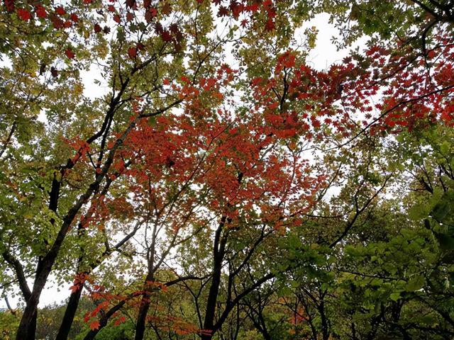 枫叶的特点，最佳观赏期还要等一等……（枫叶长什么样子）