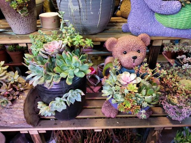 荷花最好看的品种是什么，这花最好看、最好养