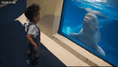 海豚和白鲸的区别，白鲸为什么是海豚（妹子的iPhone掉进大海后）