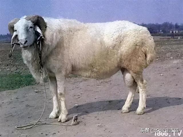 大同特产，世界上最好的羊，看看都在哪（大同特产有什么可以送礼的）