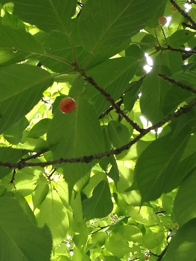 樱桃是樱花的果实吗，樱桃是樱花树开花后结的果子吗