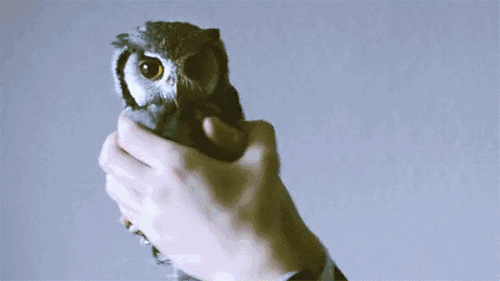 养雪鸮犯法吗，宠物雪貂多少钱一只（猫头鹰的构造原来这么奇葩）