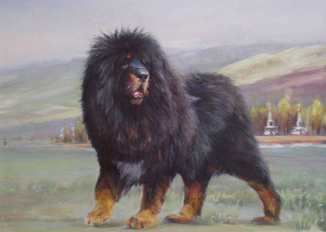 世界第一獒王2亿，中国藏獒十大獒王排名（泡沫是怎么破灭的）