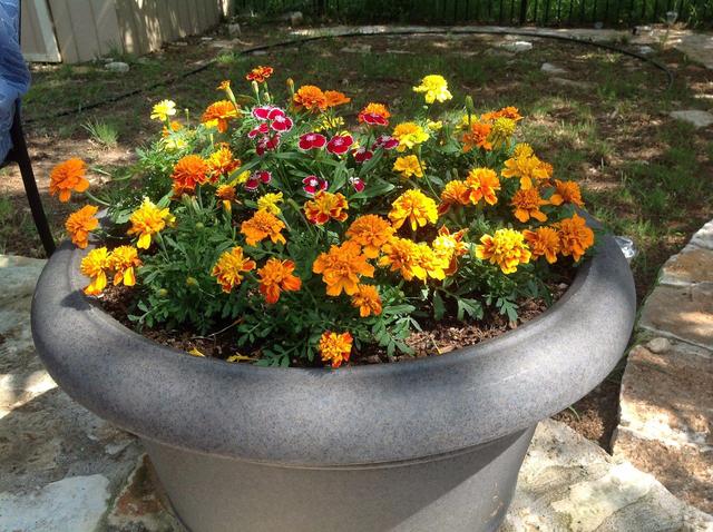 万寿菊（万寿菊花），在家里养些金黄色花朵的万寿菊（万寿菊花用途）