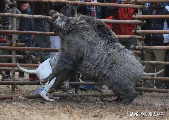 杜高犬打猎视频，最“老实”的6种狗狗（杜高单犬和野猪的黑白之战）